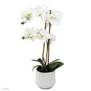 Indah Orchid in White Pot, 22in