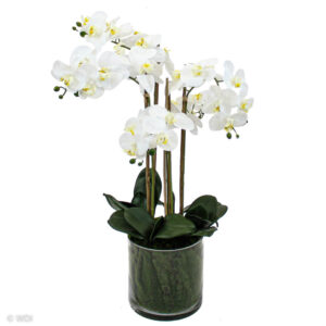 Saorsa Orchid in Glass Pot, 28in