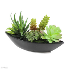 Mika Succulent in Black Boat Pot, 4in