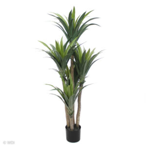 Aloe Tree, 5.5ft