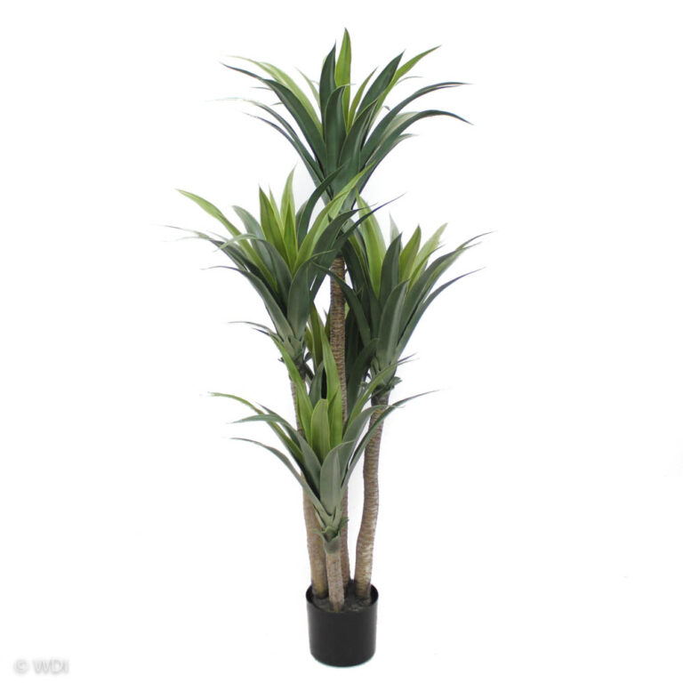 Aloe Tree, 5.5ft