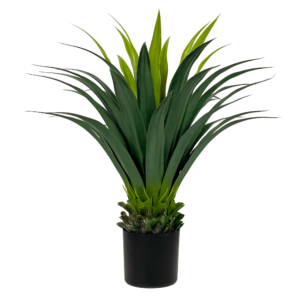 Aloe Plant, 31in