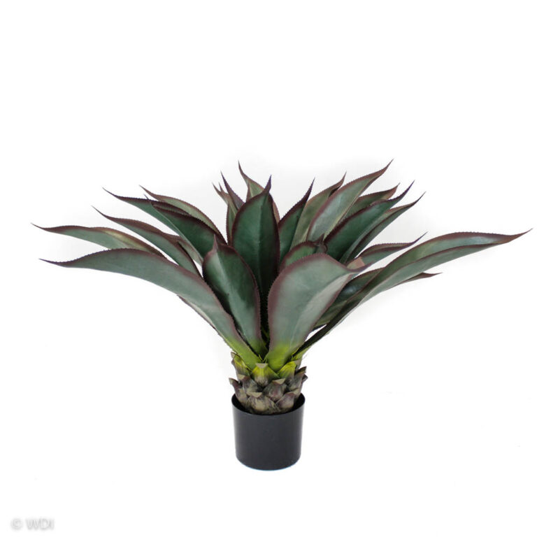 Aloe (Red Edge), 2.5ft