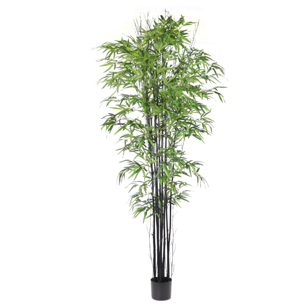 Unpotted Twiggy Bamboo Tree, 7ft