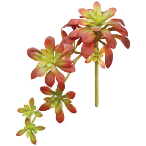 Aeonium Trailing, Green/Burgundy, 12in