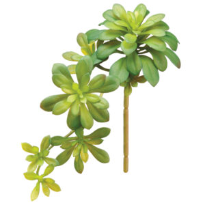 Aeonium Trailing, Green, 12in