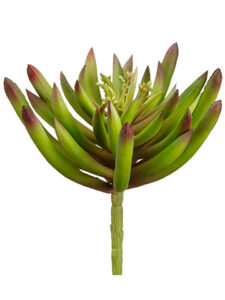 Spike Aeonium- Soft Touch, 5.5in