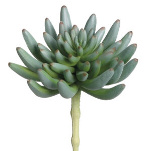 Spike Aeonium Pick, 6in