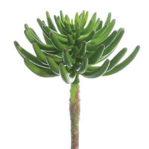 Aeonium Pick, Green, 12in