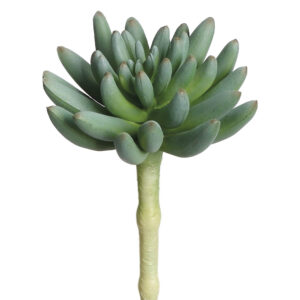 Spike Aeonium, Green/Grey, 6.25in