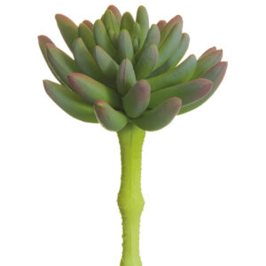 Spike Aeonium, Green/Lavendar, 6.25in