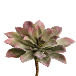 Echeveria Pick, Green/Mauve, 7in