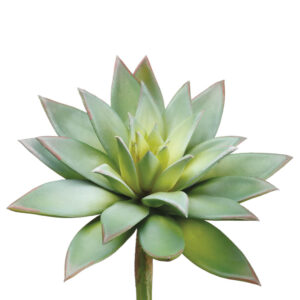 Echeveria Pick, 9in