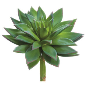 Echeveria Pick, 9in