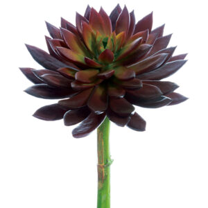 Echeveria Pick, 8in