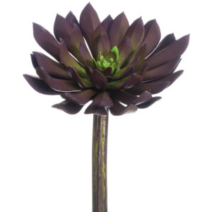 Echeveria Pick, 6in