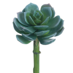 Echeveria Pick, 5in