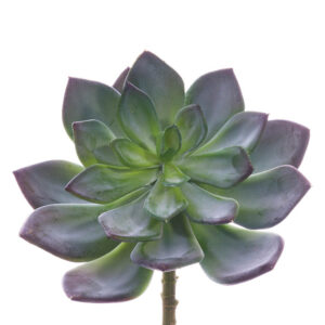 Echeveria Pick, 6in