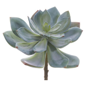 Echeveria Pick, 6in