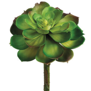 Echeveria Pick, 8in