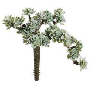 Sedum Trailing, 5in