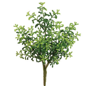 Sedum Bush, 10in