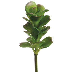 Kalanchoe Pick, 8.5in