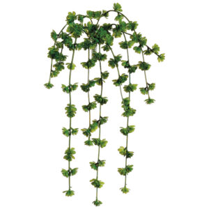 Sedum Vine, 20in