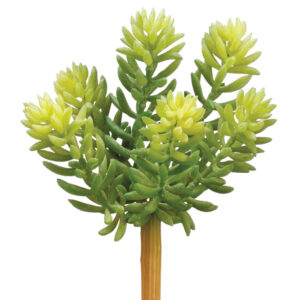 Sedum Pick, 7in