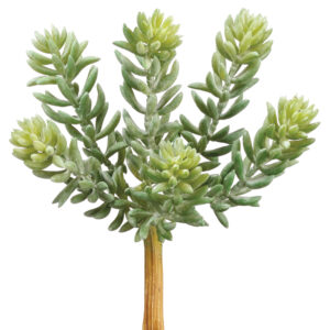 Sedum Pick, 7in