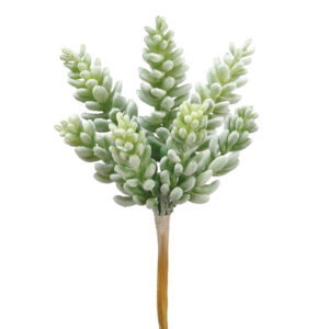 Sedum Pick, 7.5in