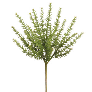 Sedum Pick, 12in