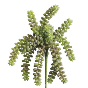 Donkey Tail Hanging, 10in