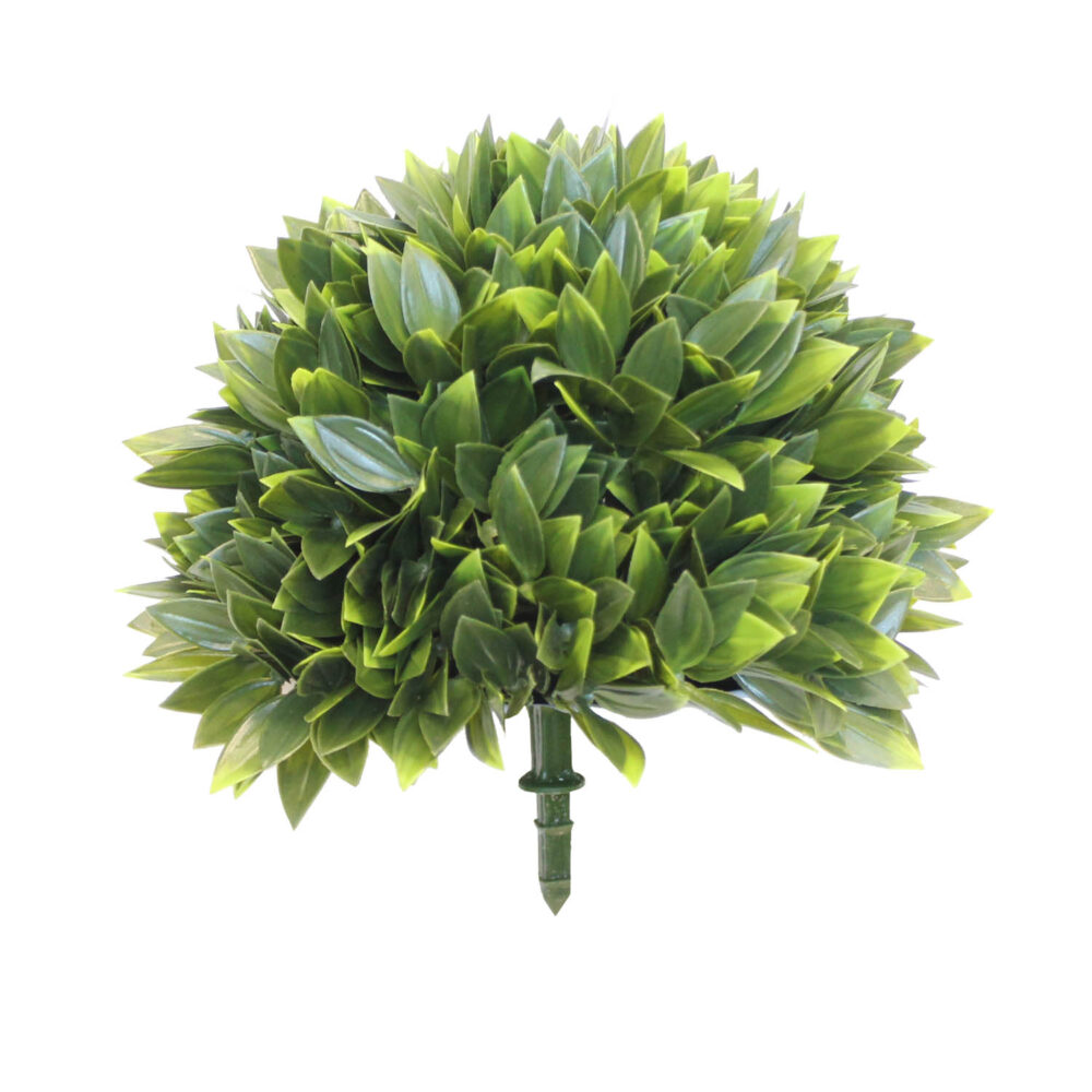 Boxwood Bush, Clara, 8in