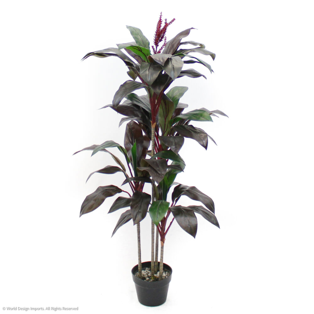 Unpotted Cordyline Fruticosa Tree, 4.5ft