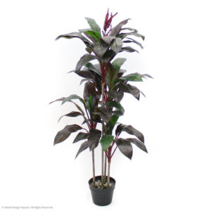 Cordyline Fruticosa Tree, 4.5ft