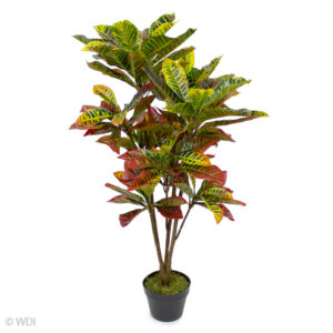 Croton Plant, 45in