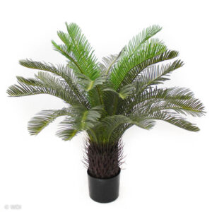 Cycas Plant, 29in