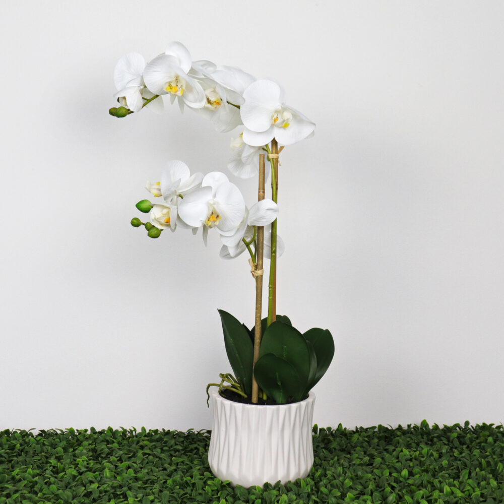 Indah Orchid in White Pot, 22in - Image 3