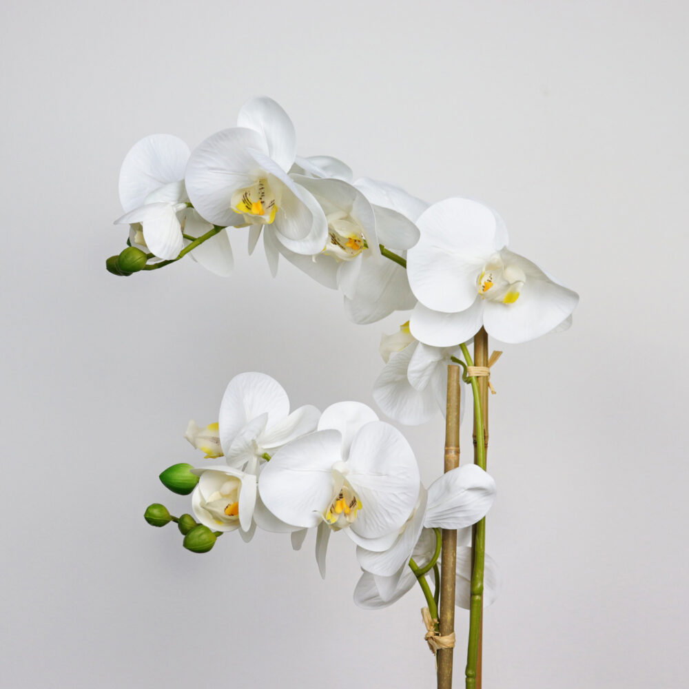 Indah Orchid in White Pot, 22in - Image 2