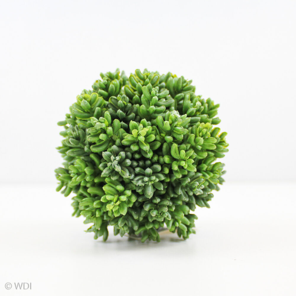 Sedum Ball, Green, 3.5in