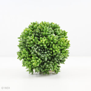 Sedum Ball, Green, 3.5in