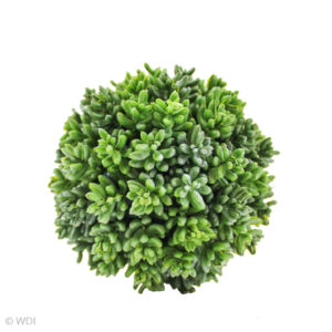 Sedum Ball, Green, 4.5in