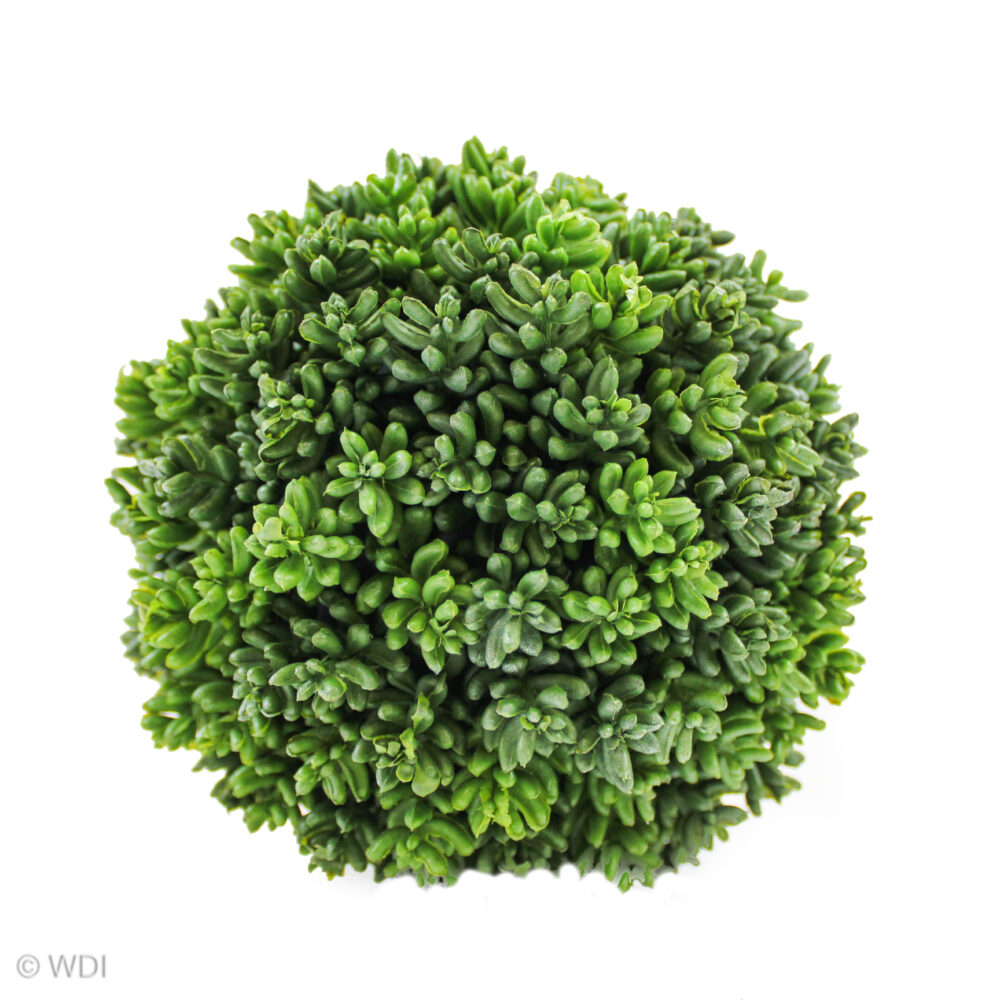 Sedum Ball, Green, 6in