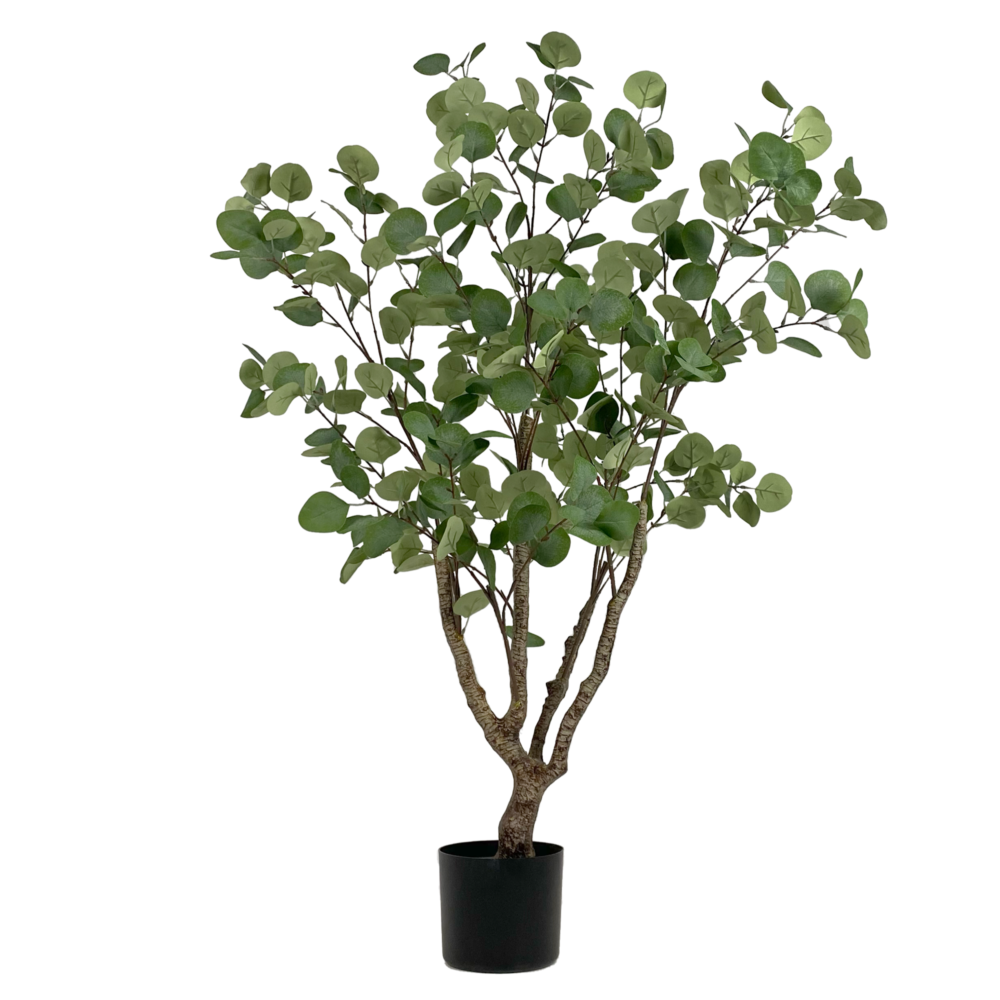 Unpotted Eucalyptus Tree, 4ft