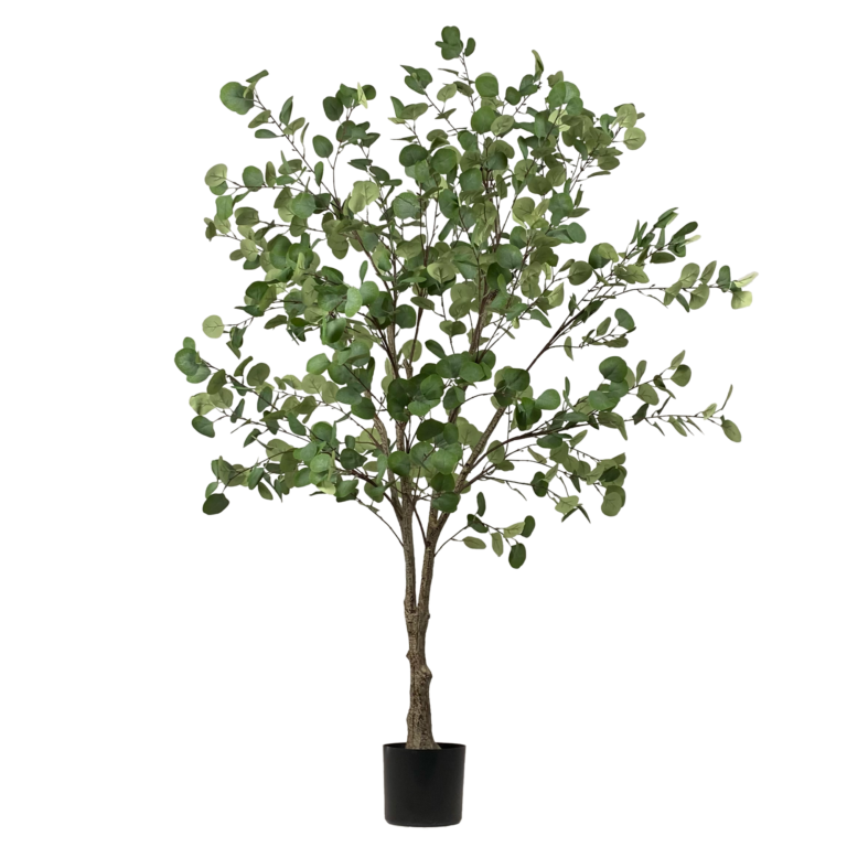 Eucalyptus Tree Unpotted, 6ft