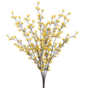 Forsythia Bush, Yellow, 27in