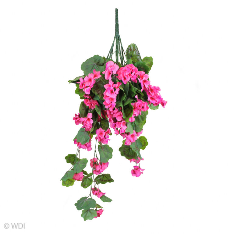 Geranium Hanging Vine, Fuchsia, 24in (UV)