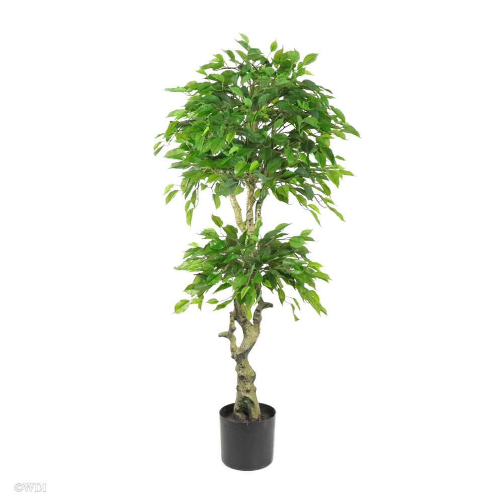 Unpotted Ficus Tree, 4.5ft (UV)