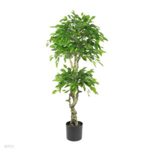 Ficus Tree, 4.5ft (UV)